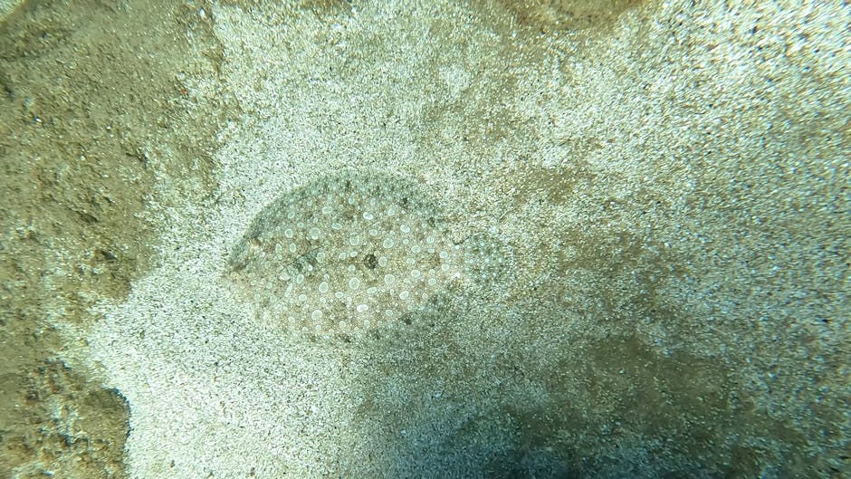 A close-up view of a small, circular sea urchin on the sandy ocean floor. The sea urchin has numerous tiny, evenly spaced white spines covering its spherical body, blending into the pale sandy backgro