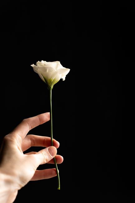 A close-up of a hand holding a single elegant white rose with a long green stem, set against a solid black background. The rose's petals are soft and fresh, displaying delicate texture and subtle curv