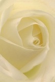This image draws your gaze deep into the heart of a cream-hued rose, as if you were enfolded within its delicate, whisper-light petals. The arrangement, so typical of fine Hertford floristry, reveals spirals that beckon the viewer to imagine the gentle brush of petal against skin-soft, inviting, and as fresh as a summer morning in Hartham Common. Slender shadows weave between folds of ivory, introducing depth and subtle drama without ever losing the bloom's sense of peace. The mood is one of tranquility and gentle appreciation, ideally suited for messages of sympathy, respect, or new beginnings. Each petal's almost translucent edge hints at fragility, yet together they form a harmonious whole, mirroring the resilience and grace that define both the rose and our community. One can almost sense the light, calming fragrance mingling with the Hertford air-a bouquet chosen with care for the moments that truly matter.